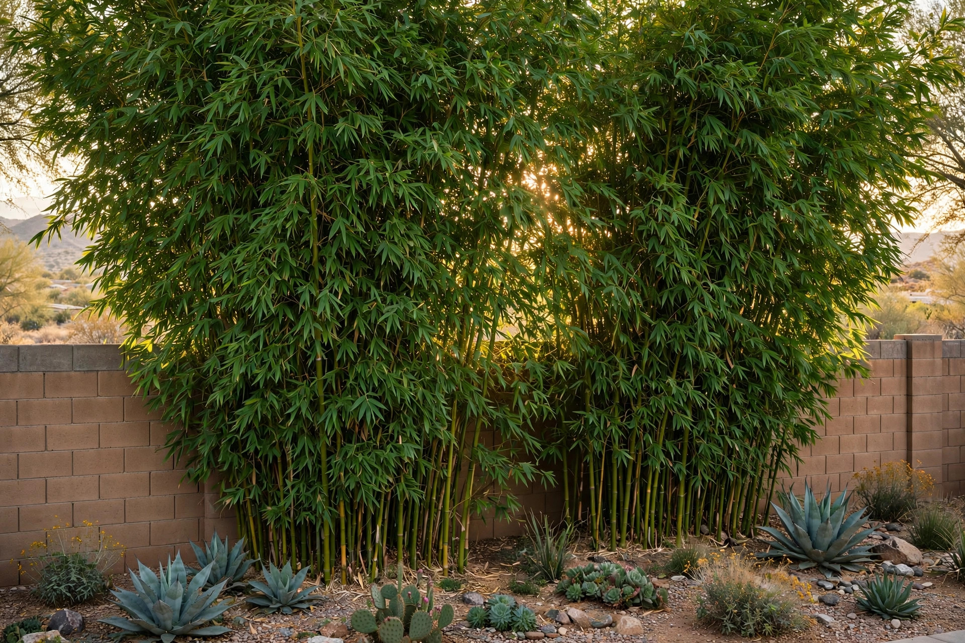 Bamboo privacy hedge