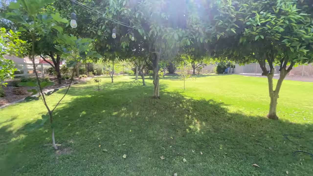 Fruit trees and string lights in the Touch Grass Gardening backyard in Queen Creek, Arizona