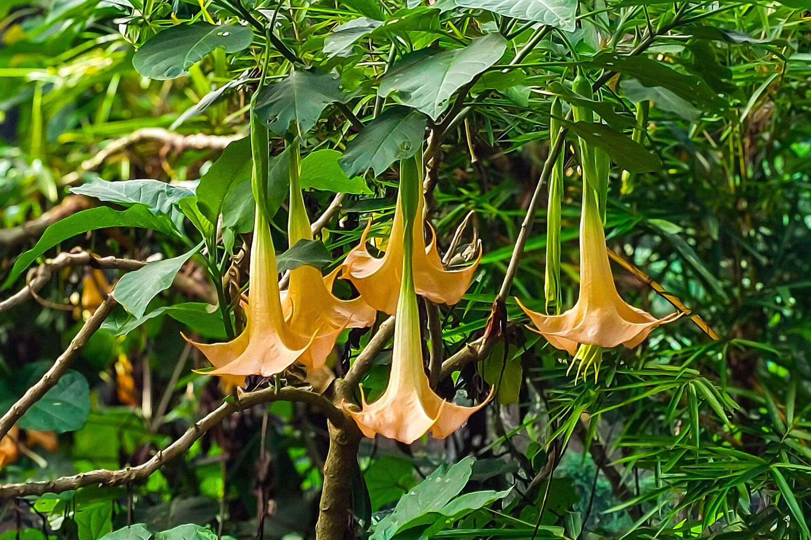 Angel's trumpet flowers hanging