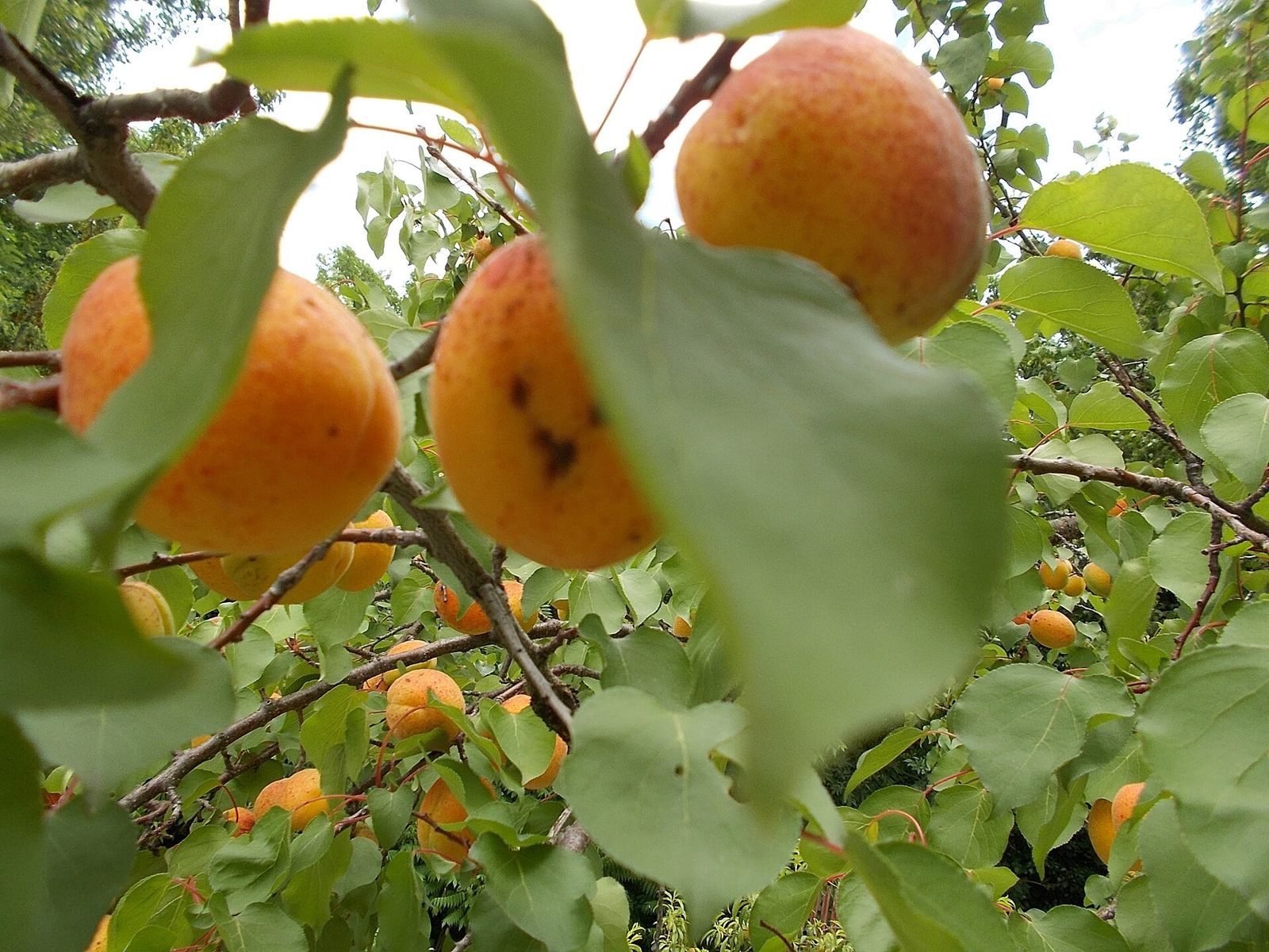 Apricots on the branch
