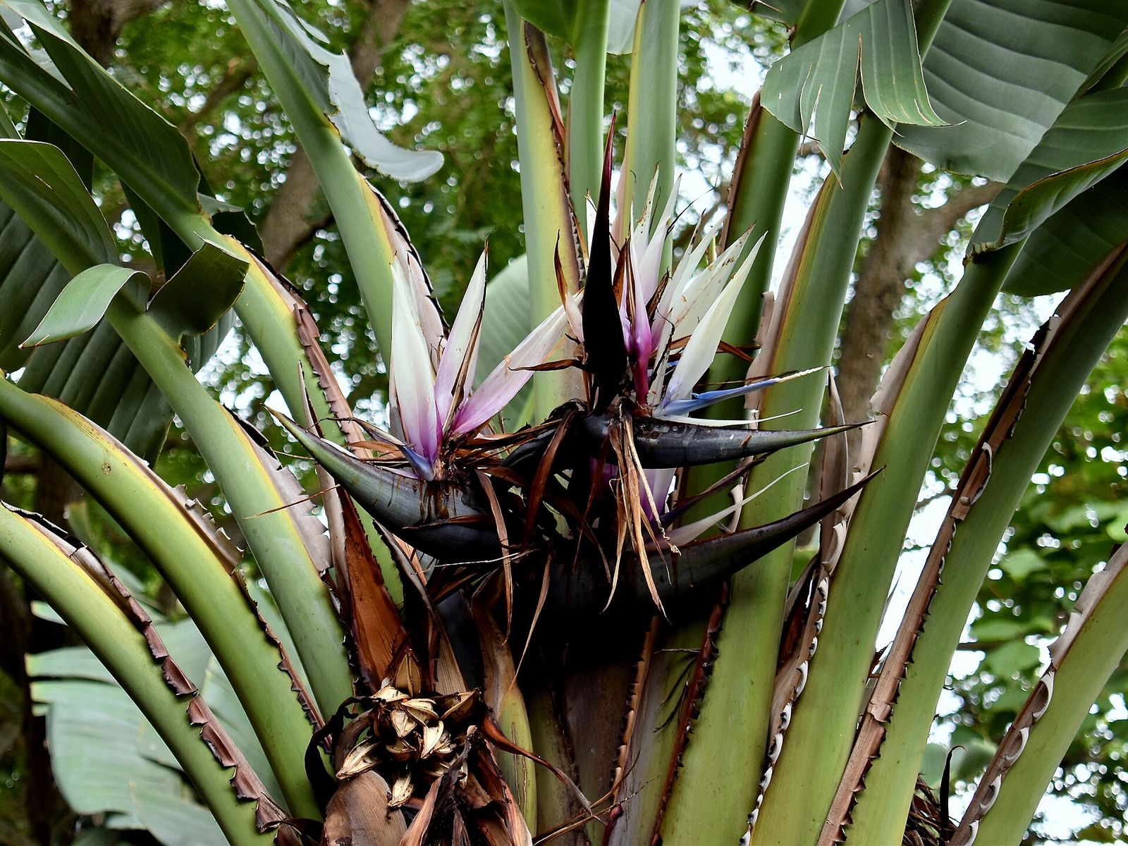 White bird of paradise flowers