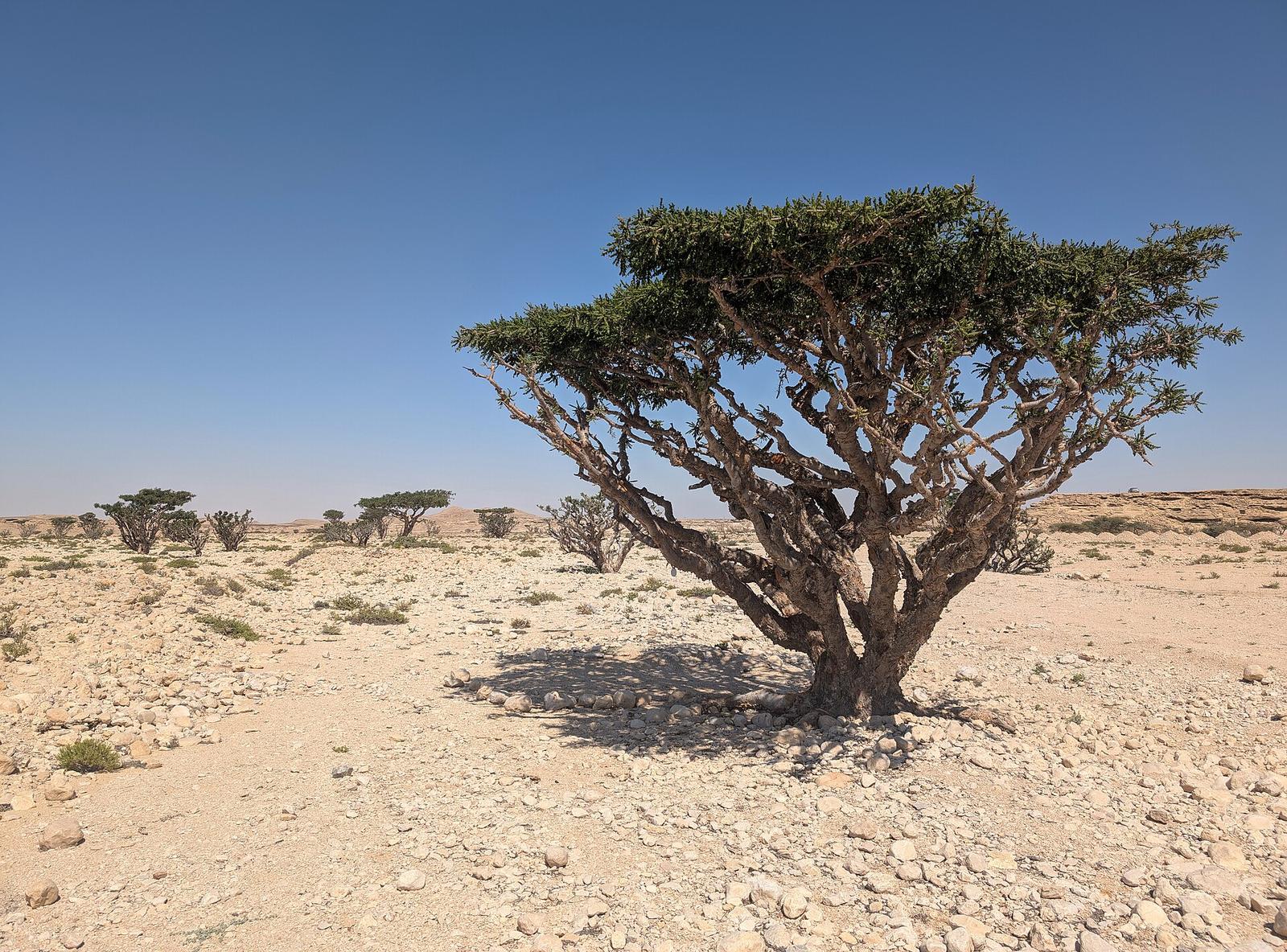 Boswellia tree in desert habitat
