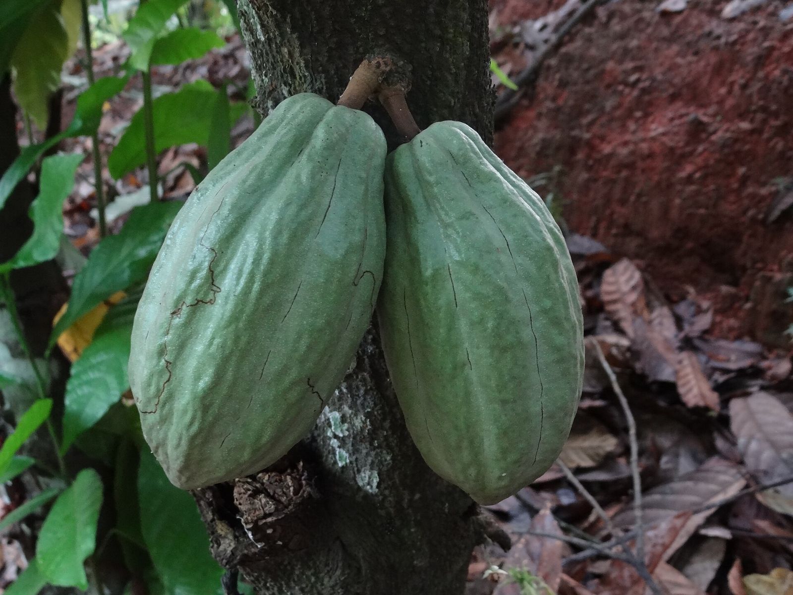 Cacao pods growing on the trunk