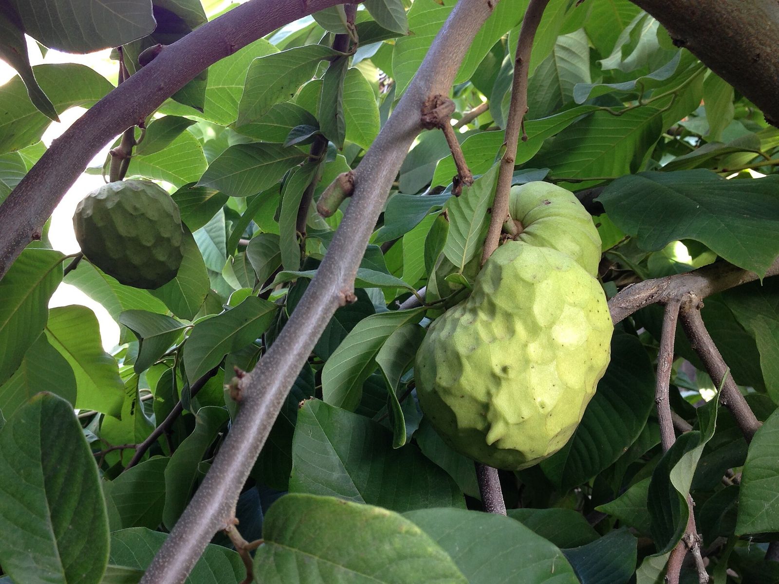 Cherimoya fruit on the tree