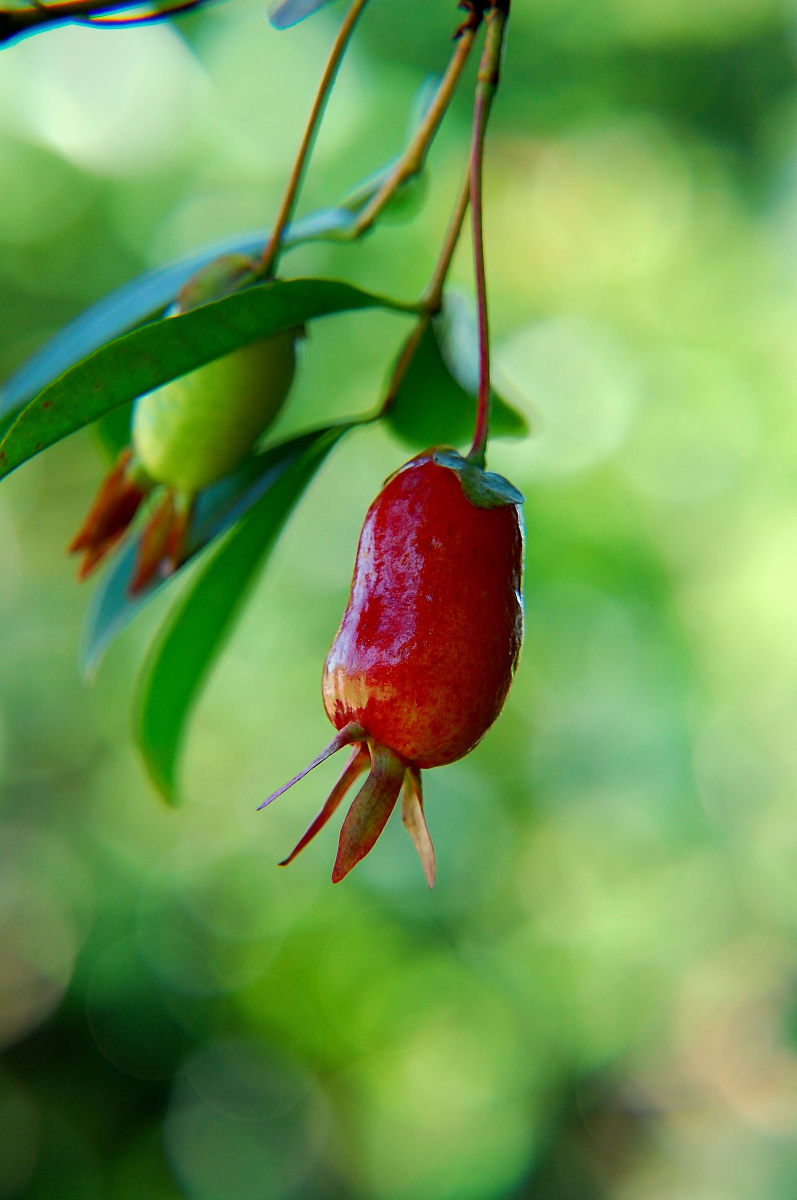 Cherry of the Rio Grande fruit