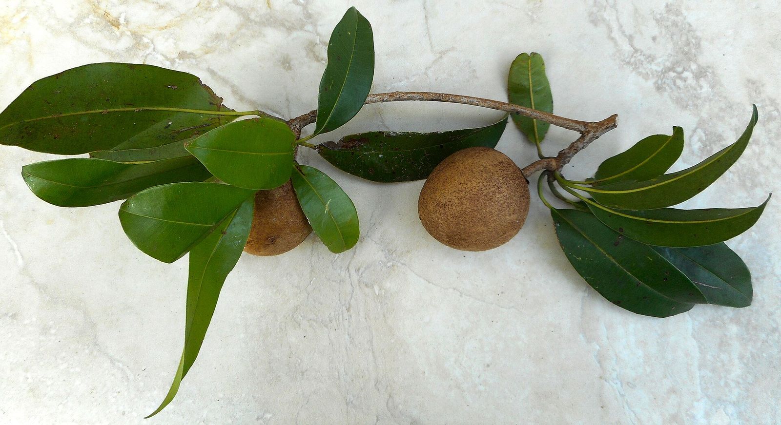 Chico sapote fruit