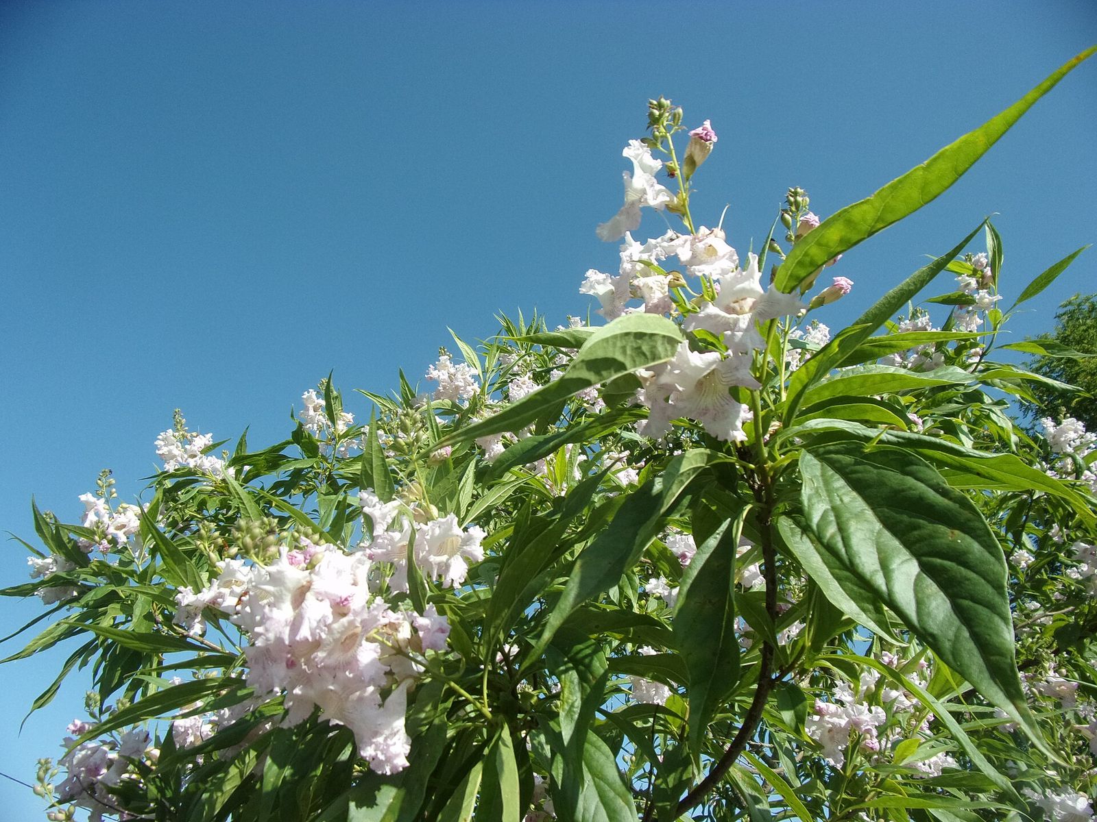 Chitalpa flowers