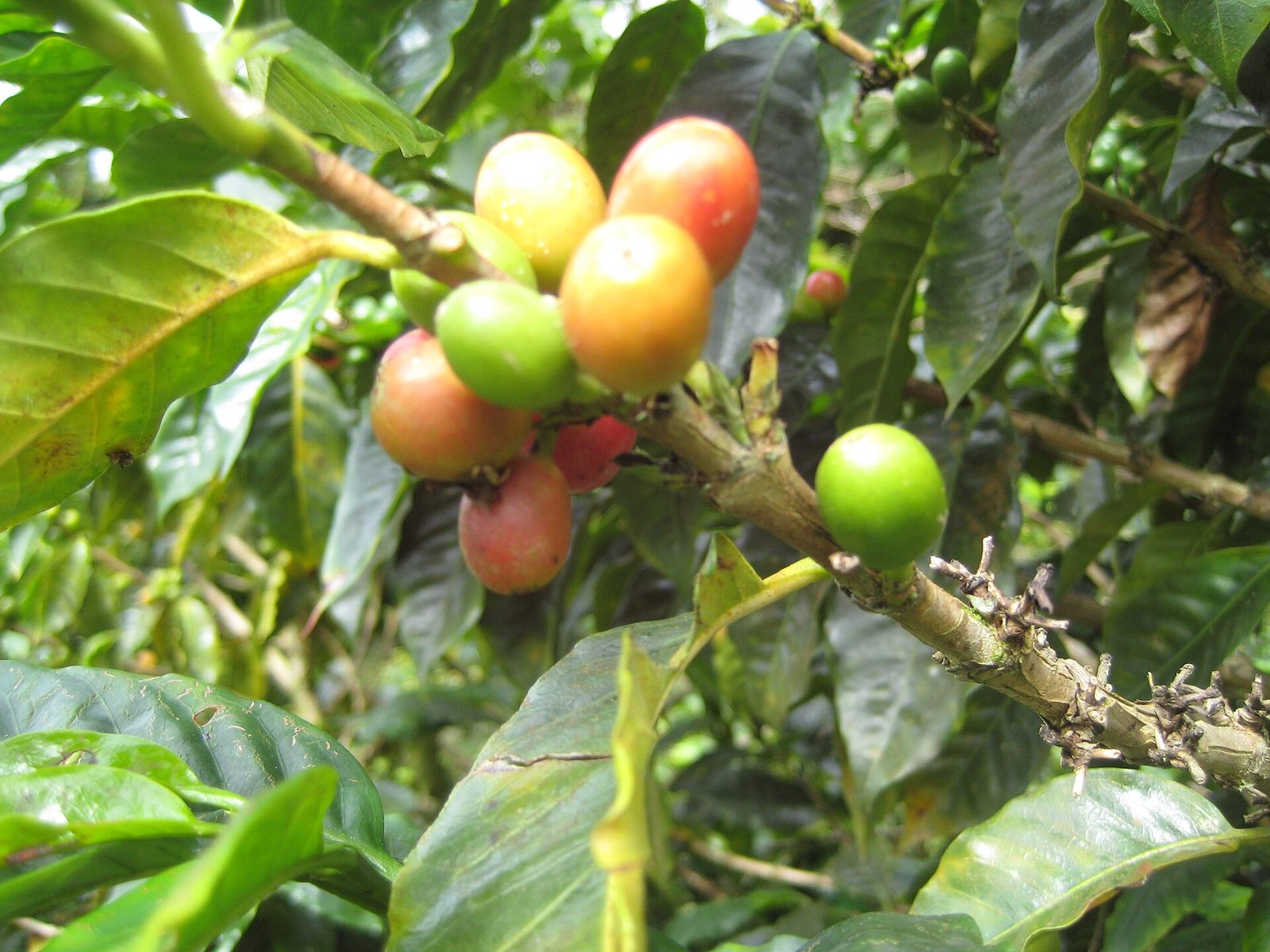 Coffee cherries ripening on the branch