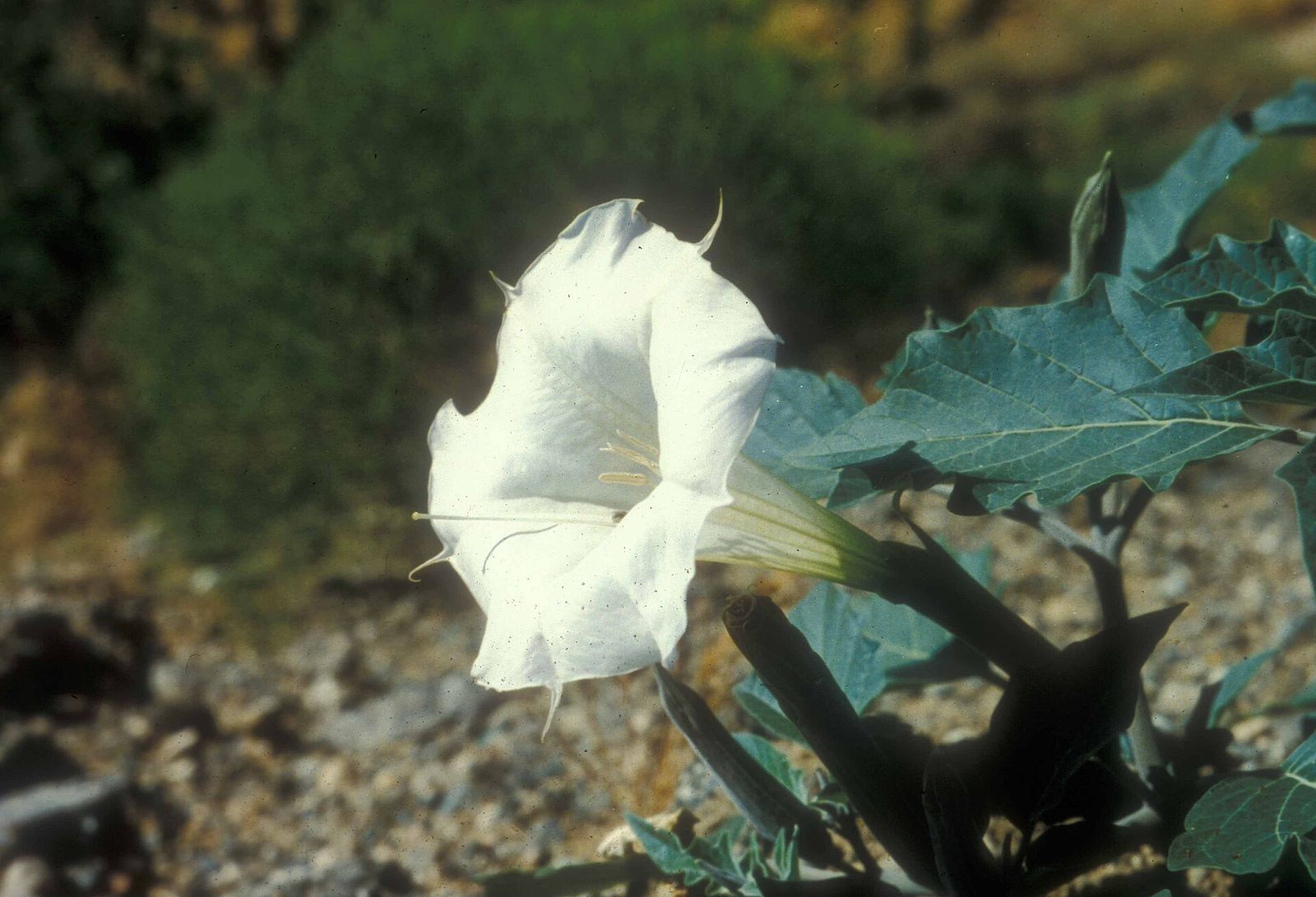 Devil's trumpet flower