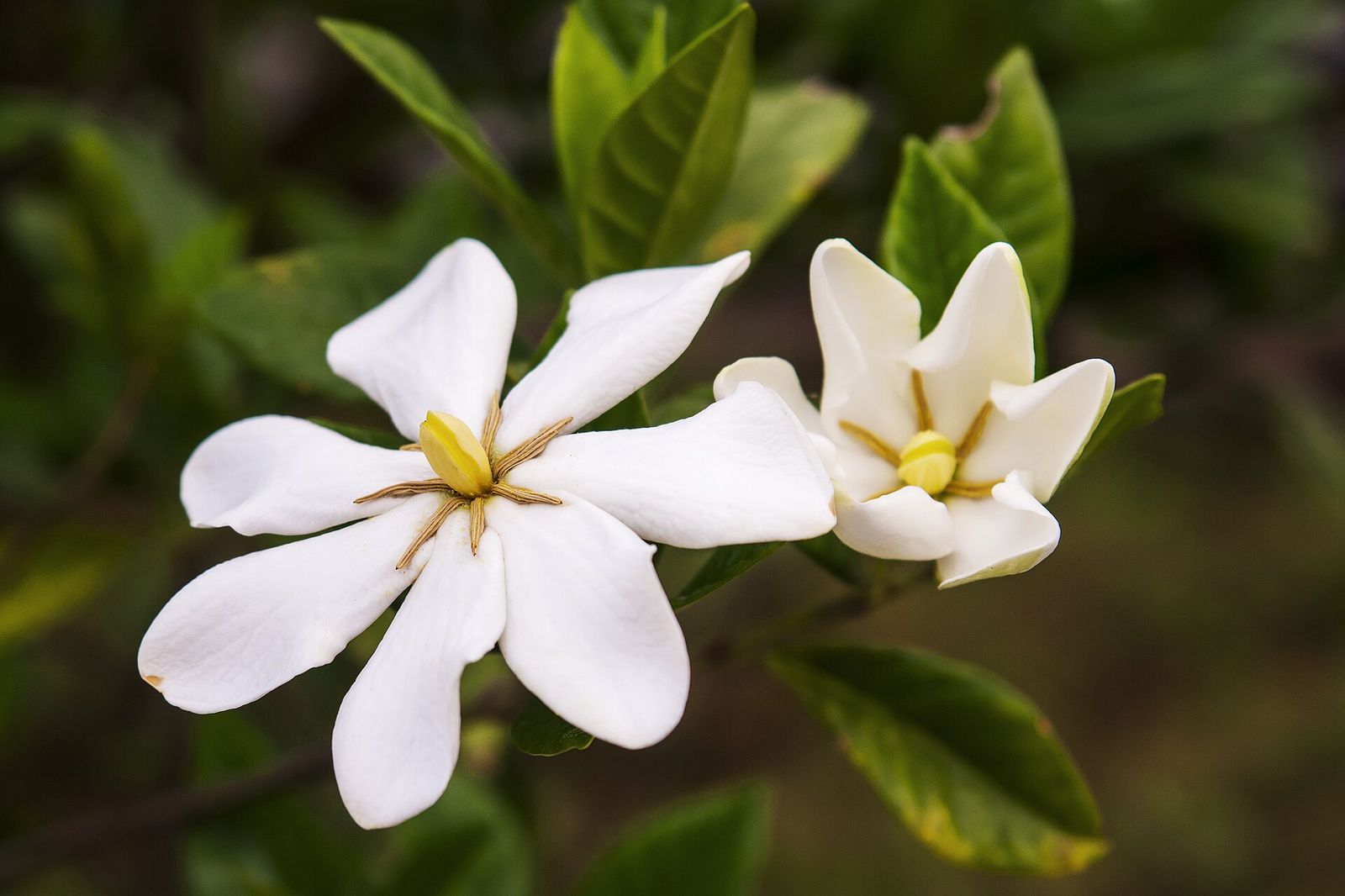 Gardenia blooms