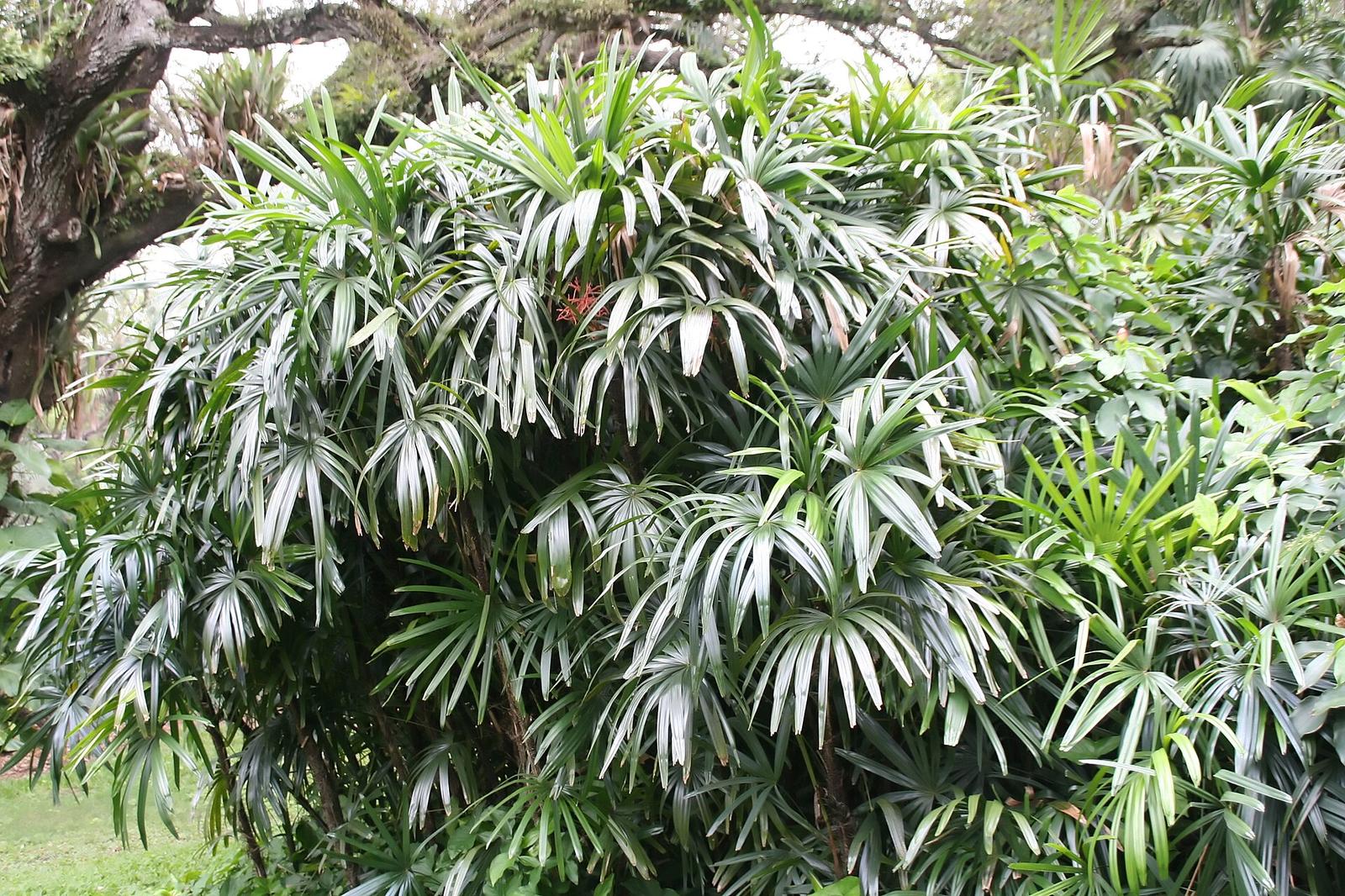 Lady palm fronds