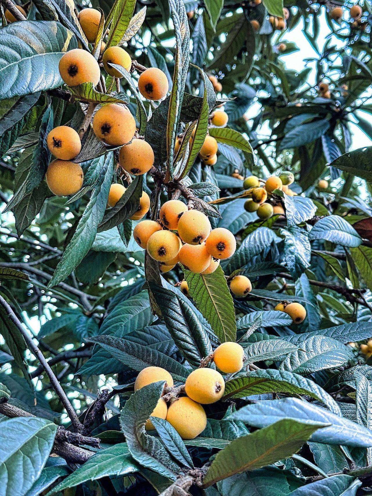 Ripe loquats on the branch