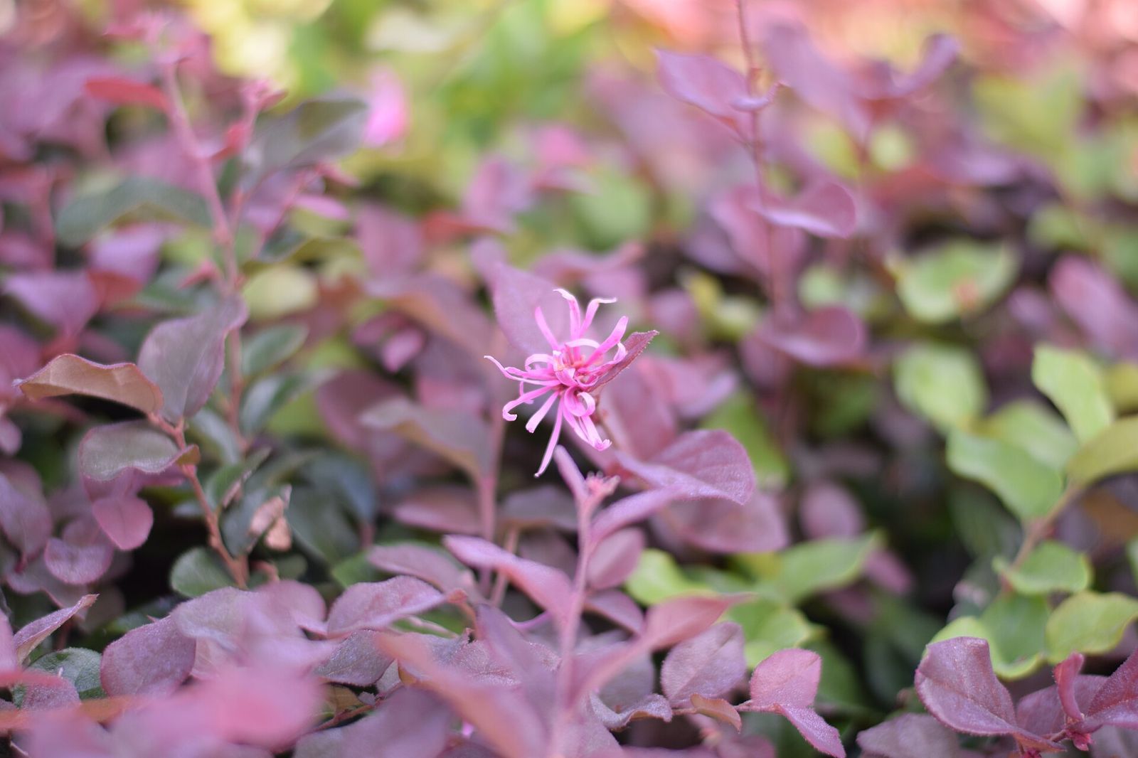Loropetalum flowers