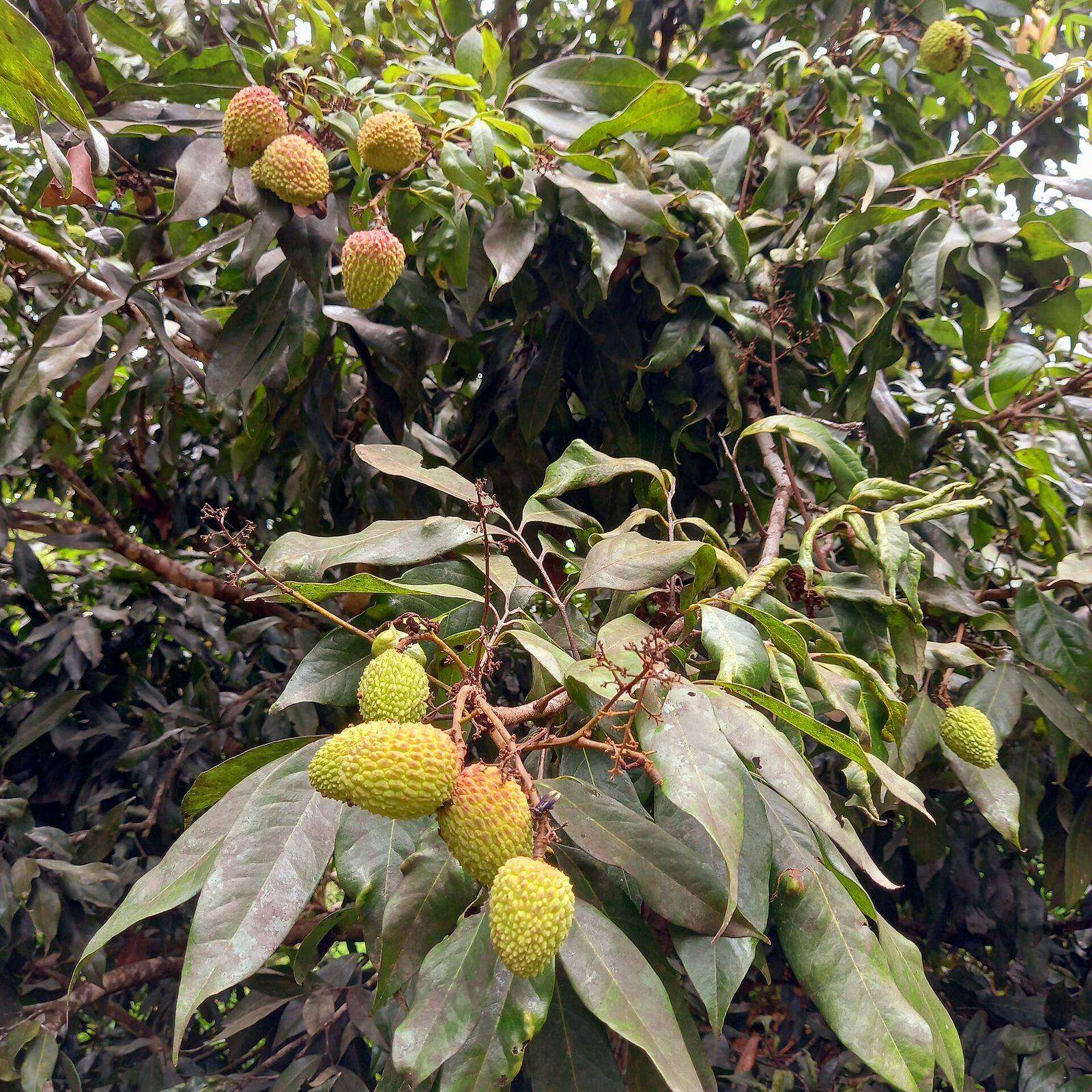 Lychee fruit on the tree