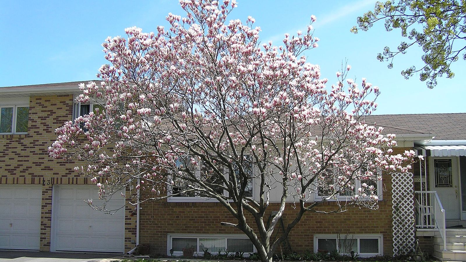 Magnolia tree in bloom