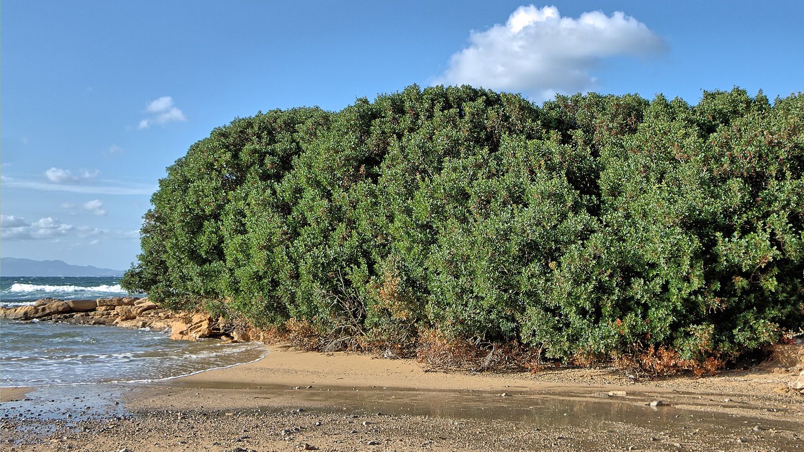 Mastic tree foliage