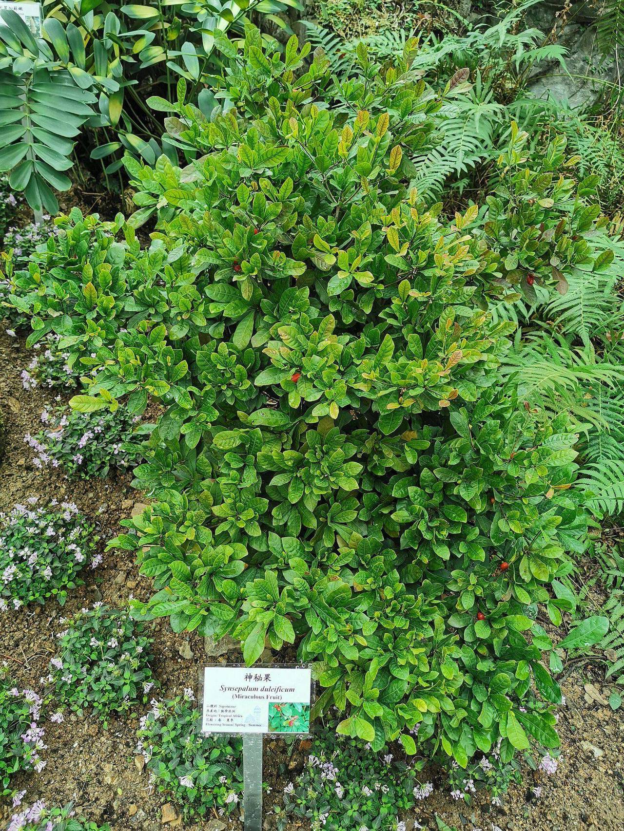 Miracle fruit berries on the shrub