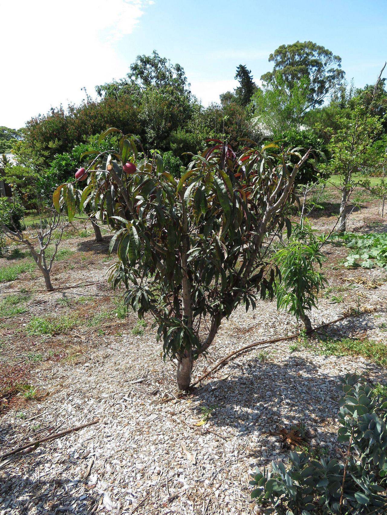 Nectaplum fruit in the orchard