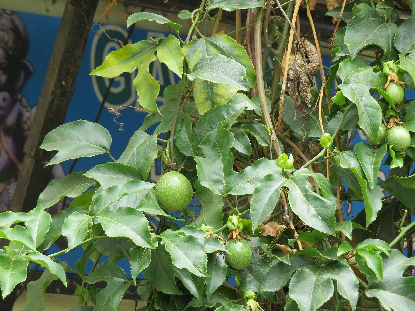 Passion fruit on the vine