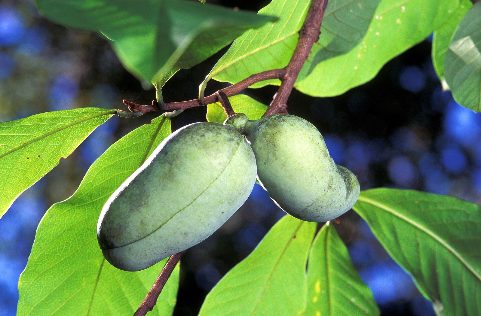 Pawpaw fruit on the tree