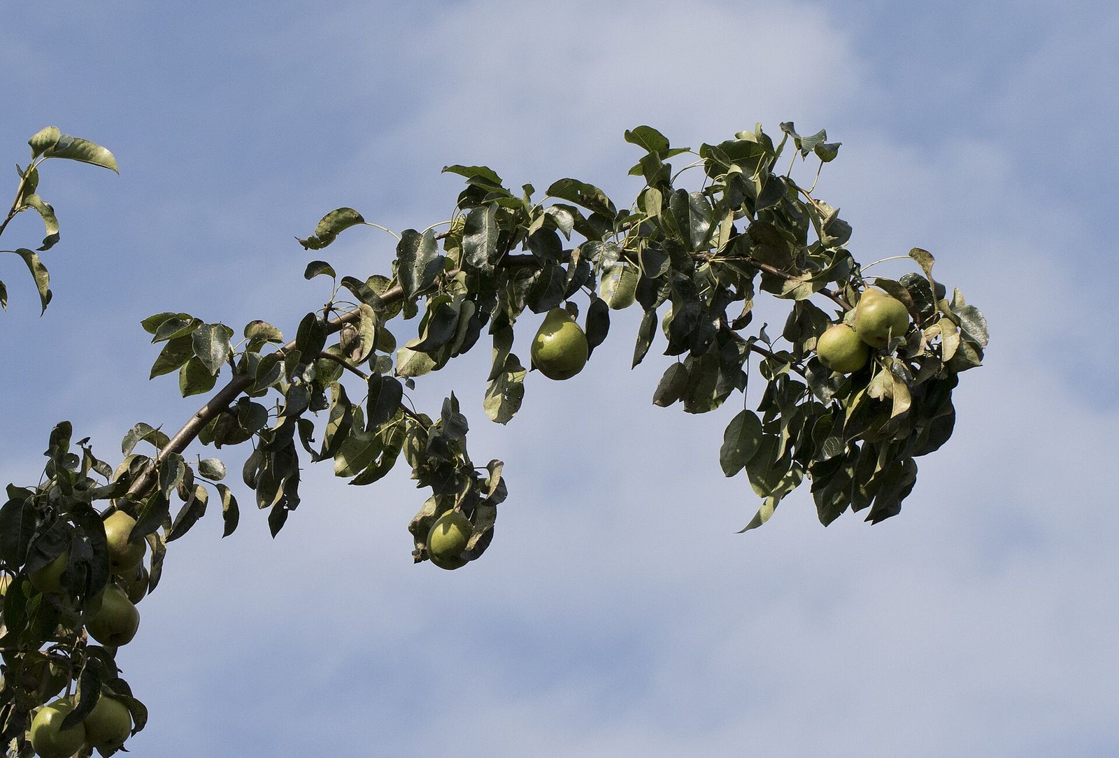 Pears hanging on the branch