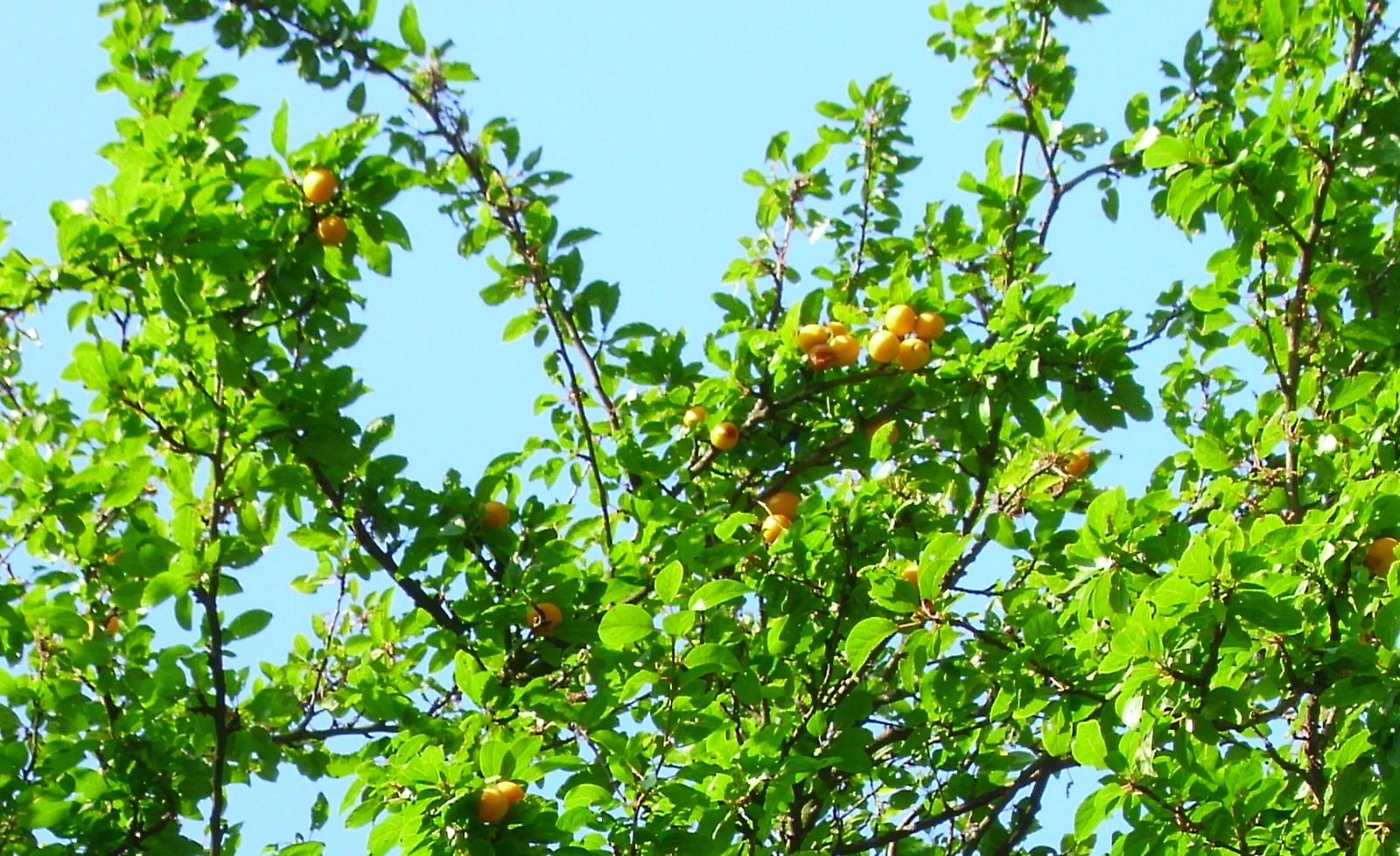 Plums on the tree
