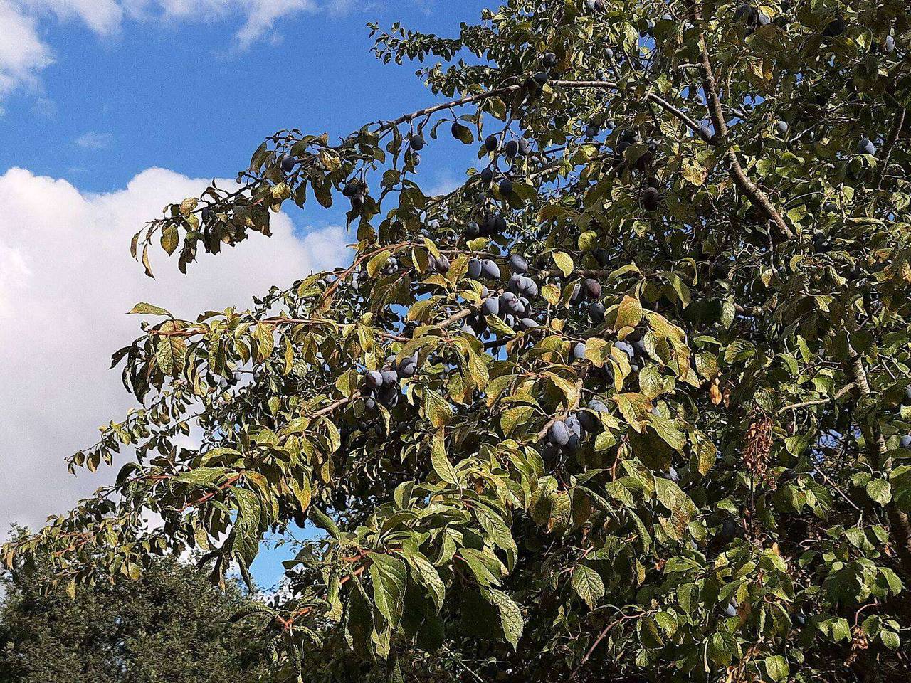Ripe plums on the branch