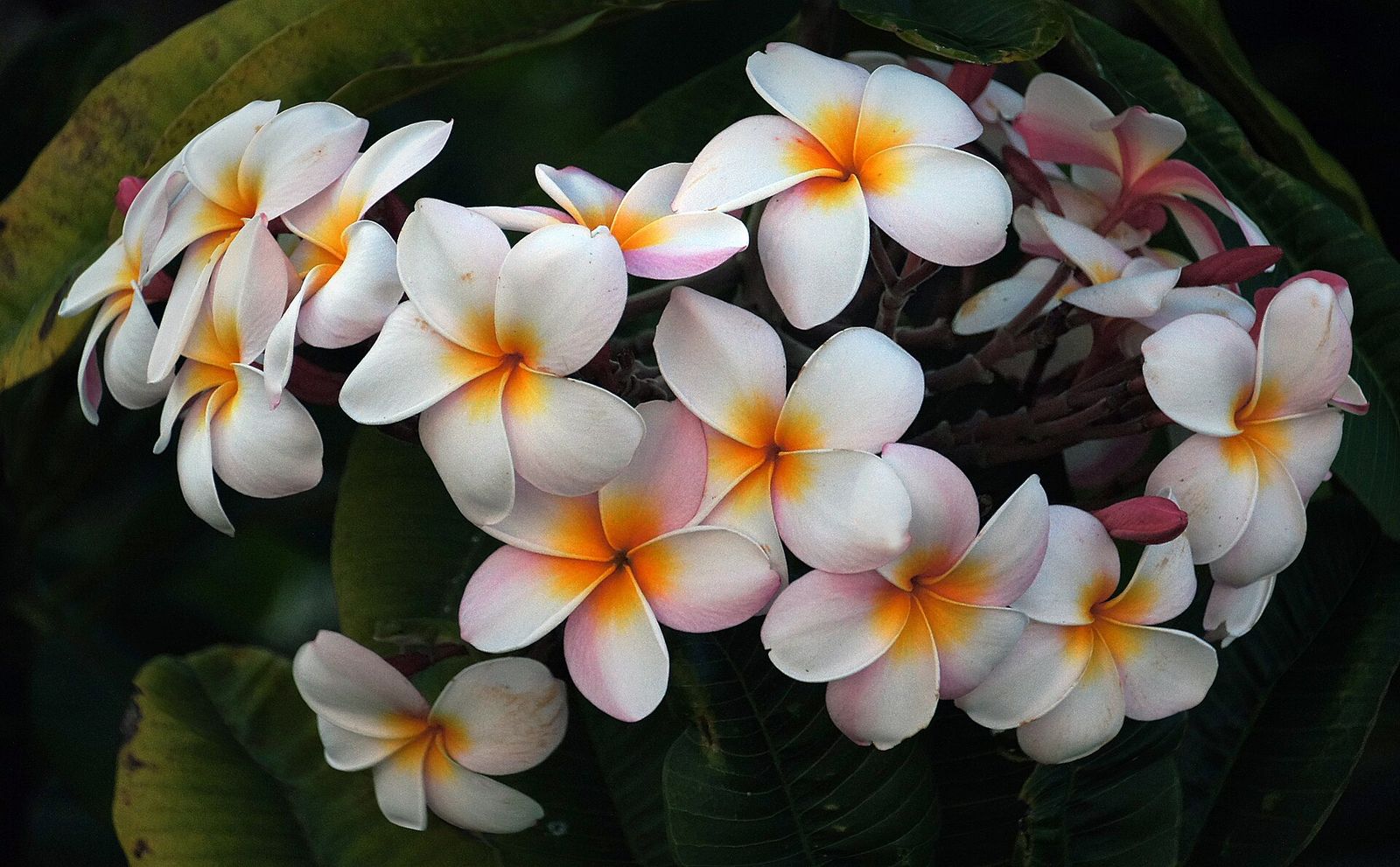 Plumeria flowers