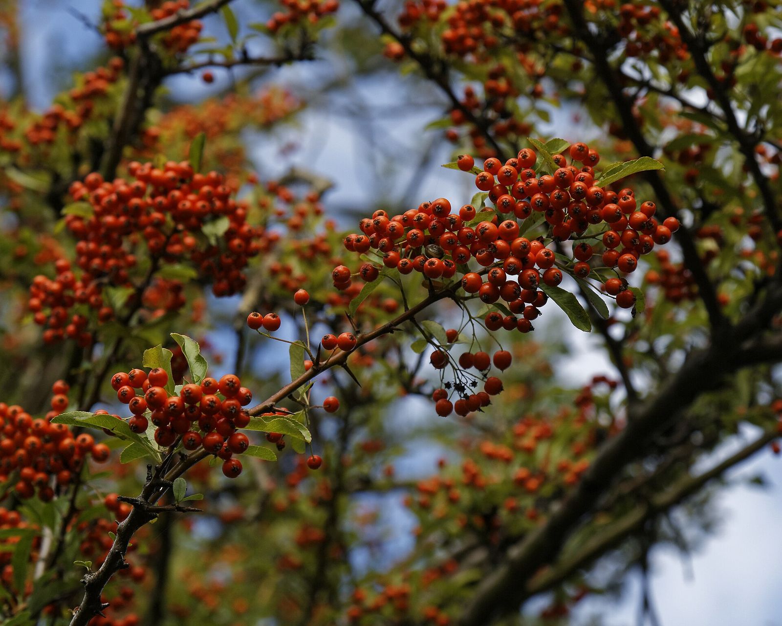 Pyracantha berries on the shrub