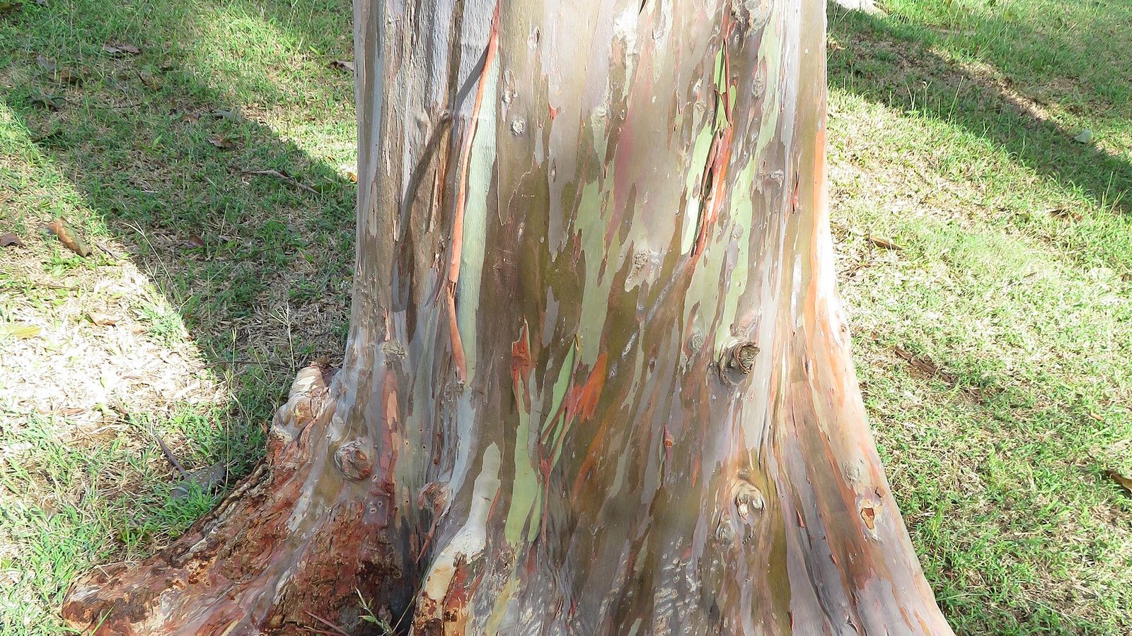 Rainbow eucalyptus bark