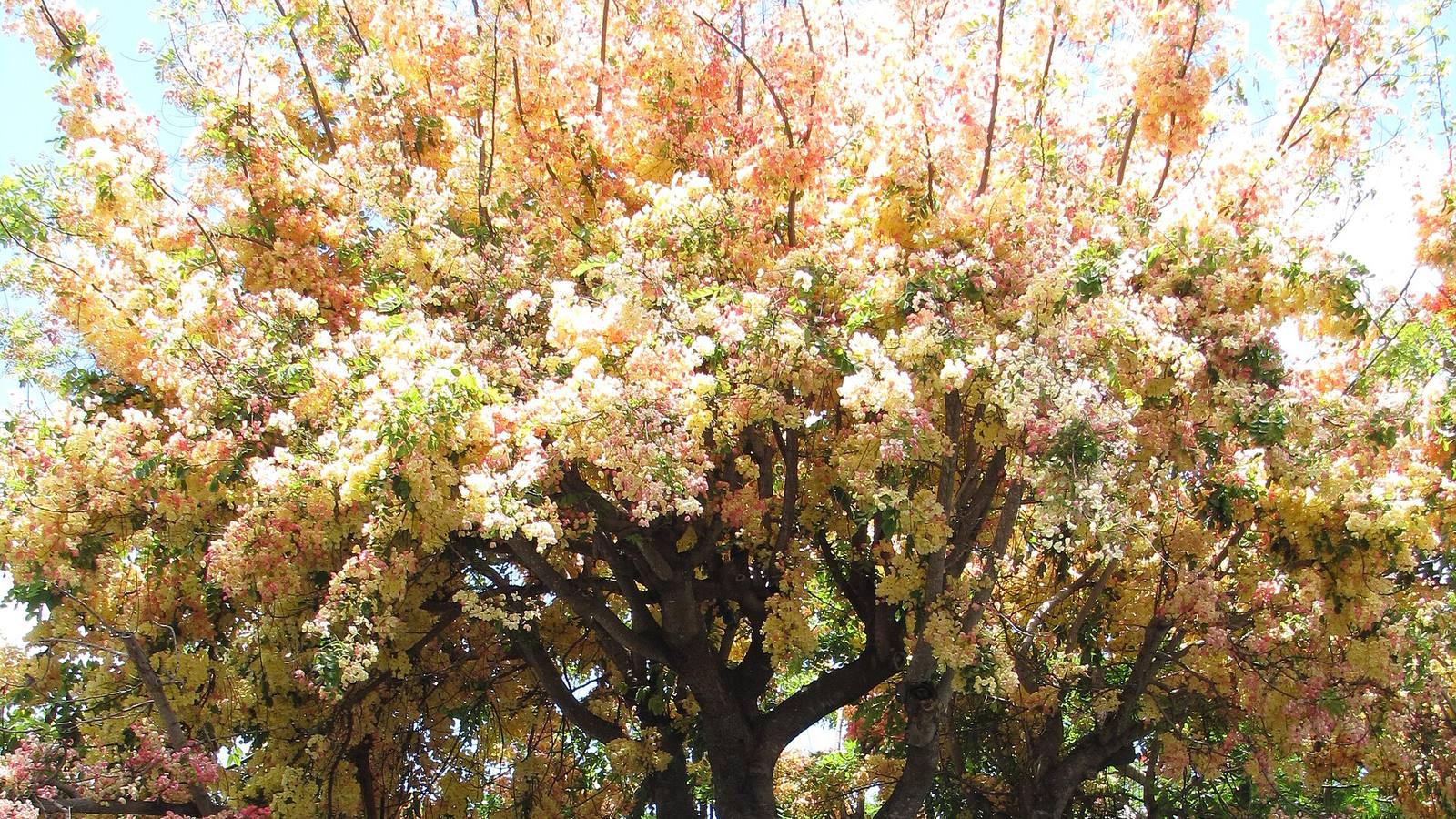 Rainbow shower tree in bloom