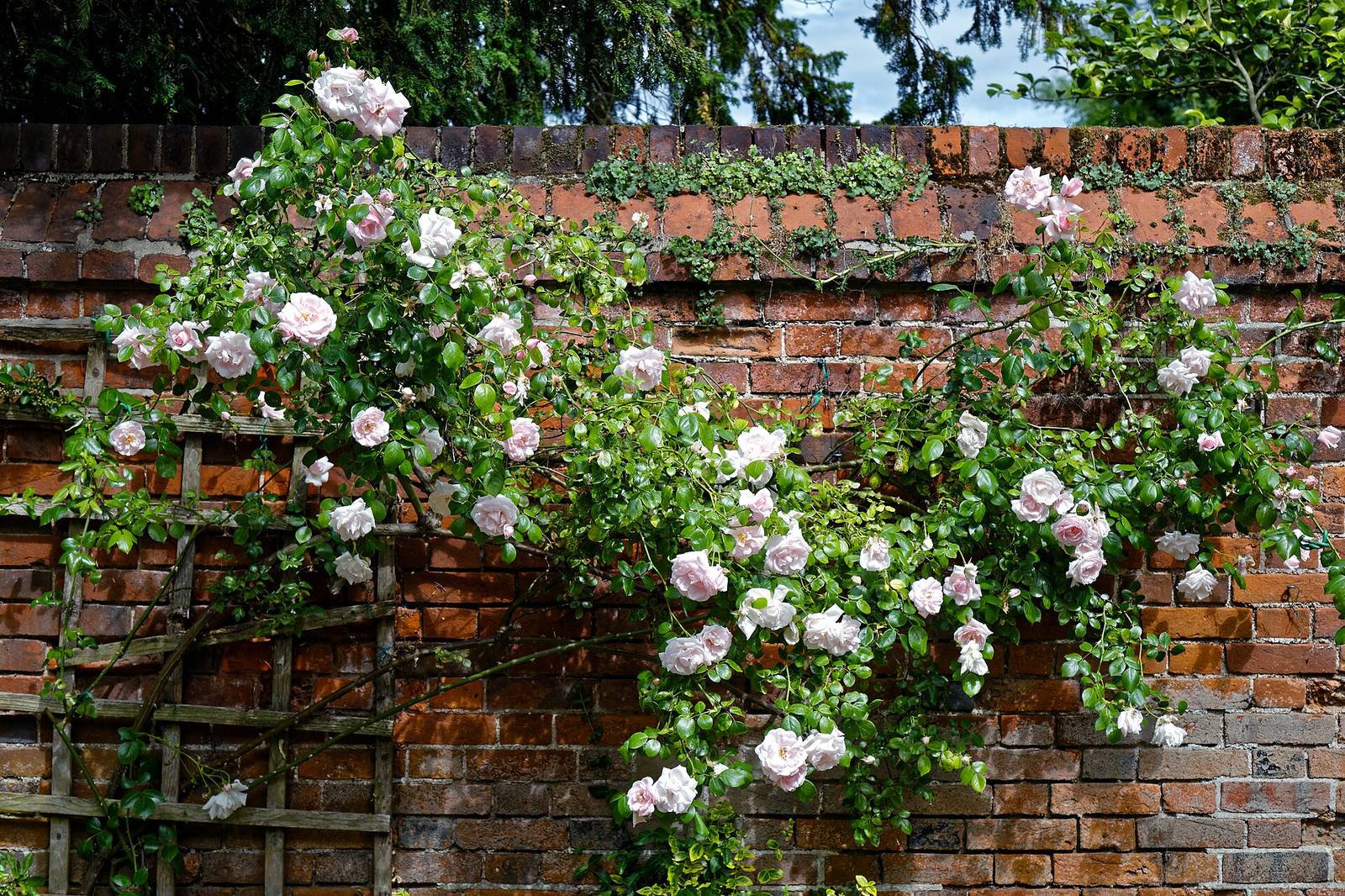 Climbing roses in bloom