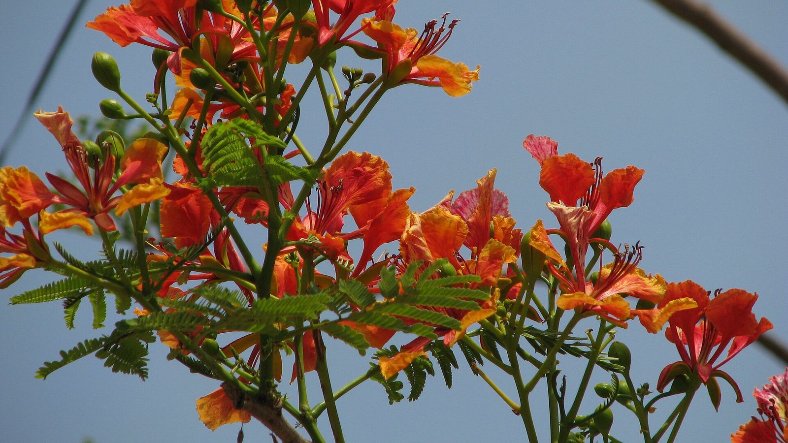 Royal poinciana flowers