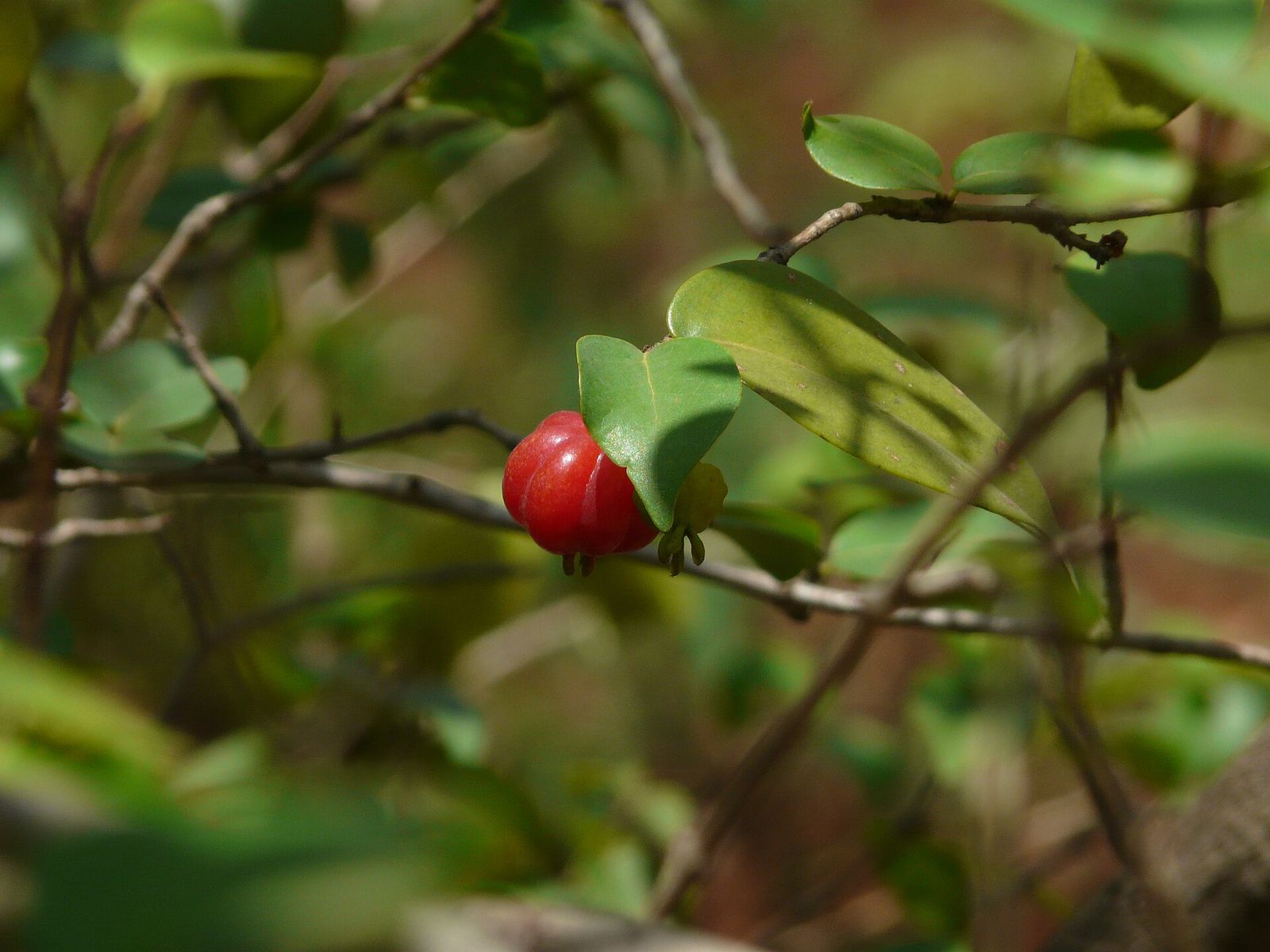 Surinam cherry on the branch