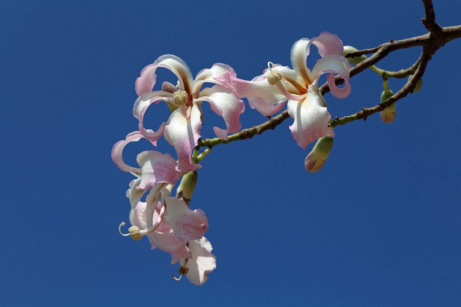 Silk floss tree blossoms