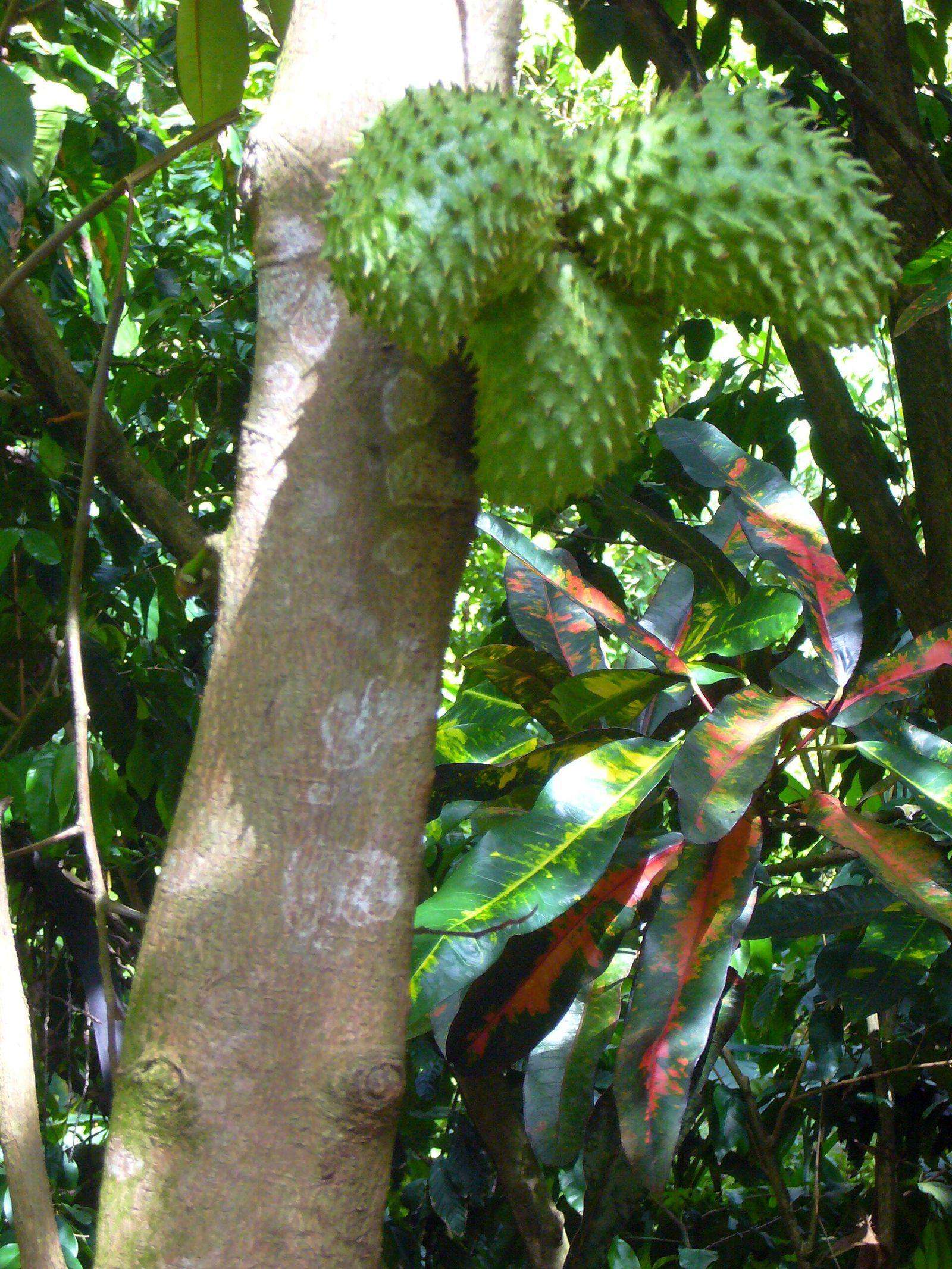 Soursop fruit on the tree