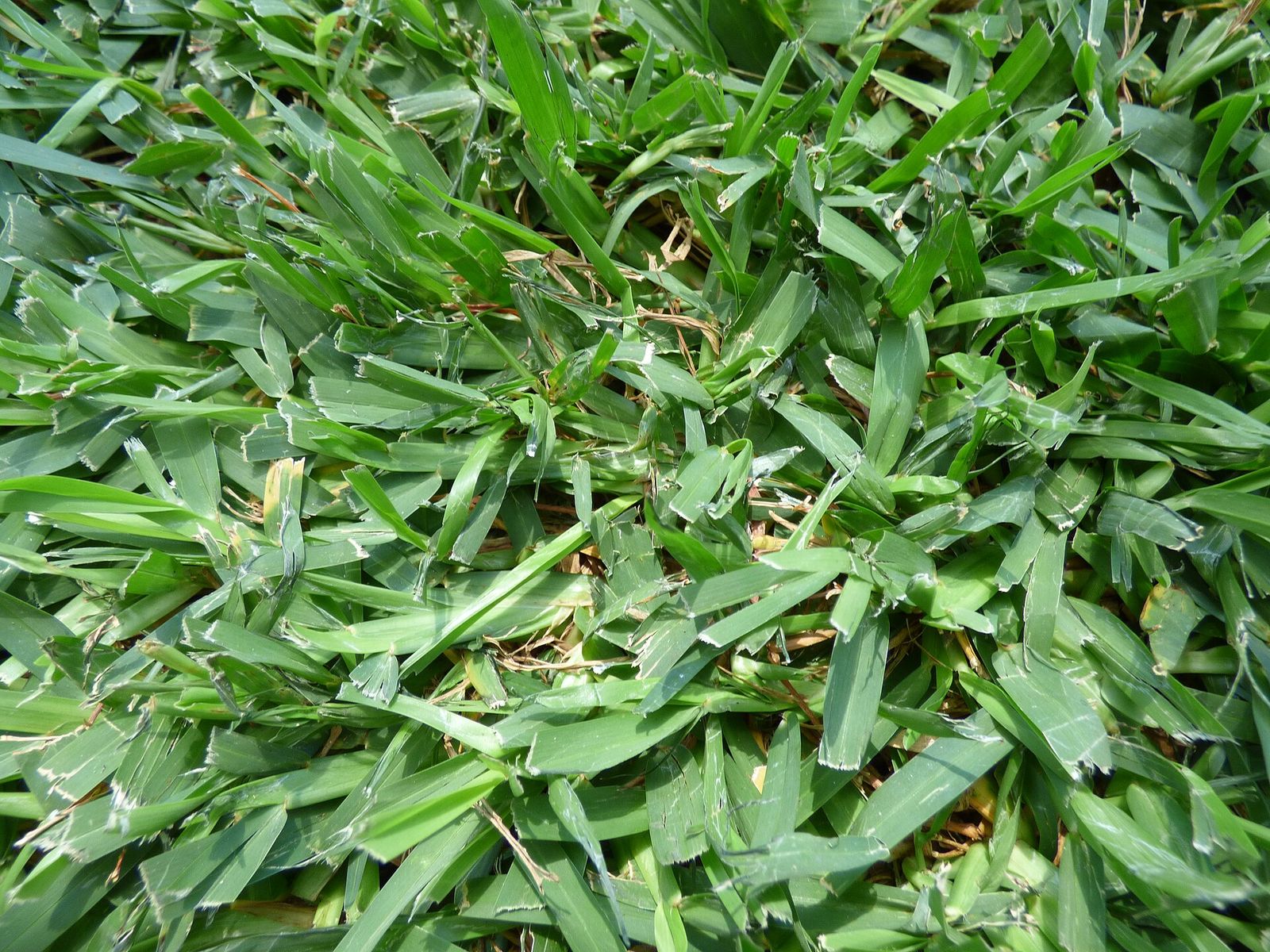 St. Augustine grass lawn
