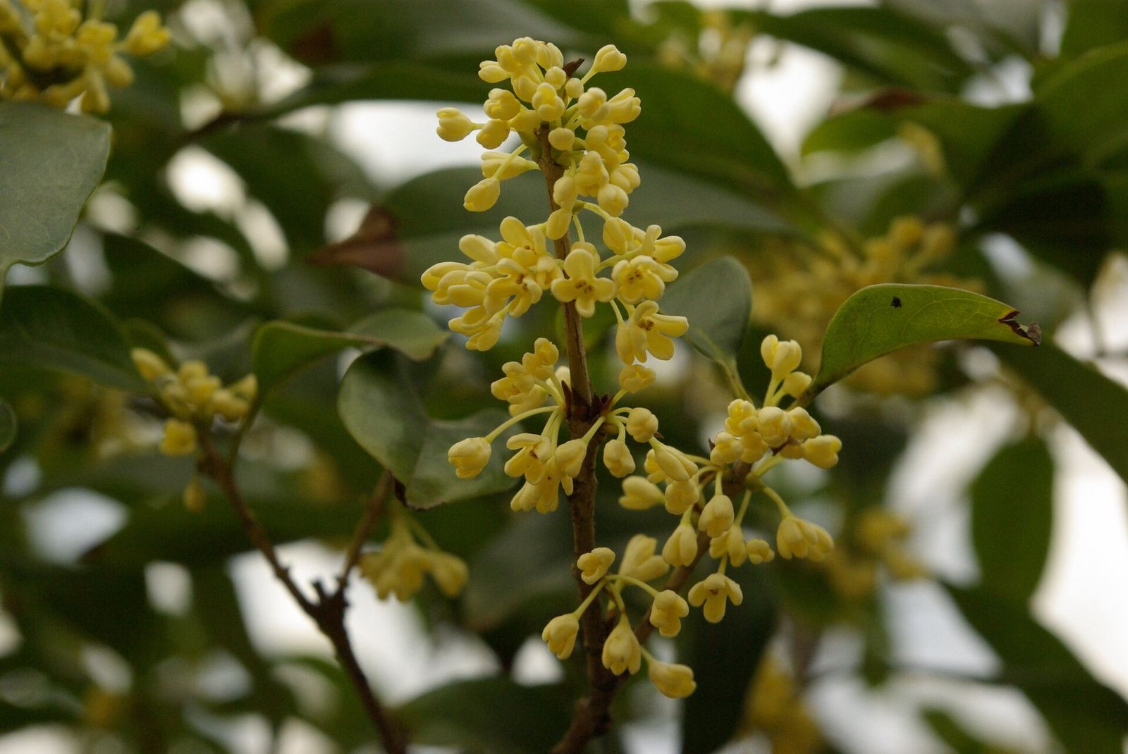 Sweet tea olive flowers