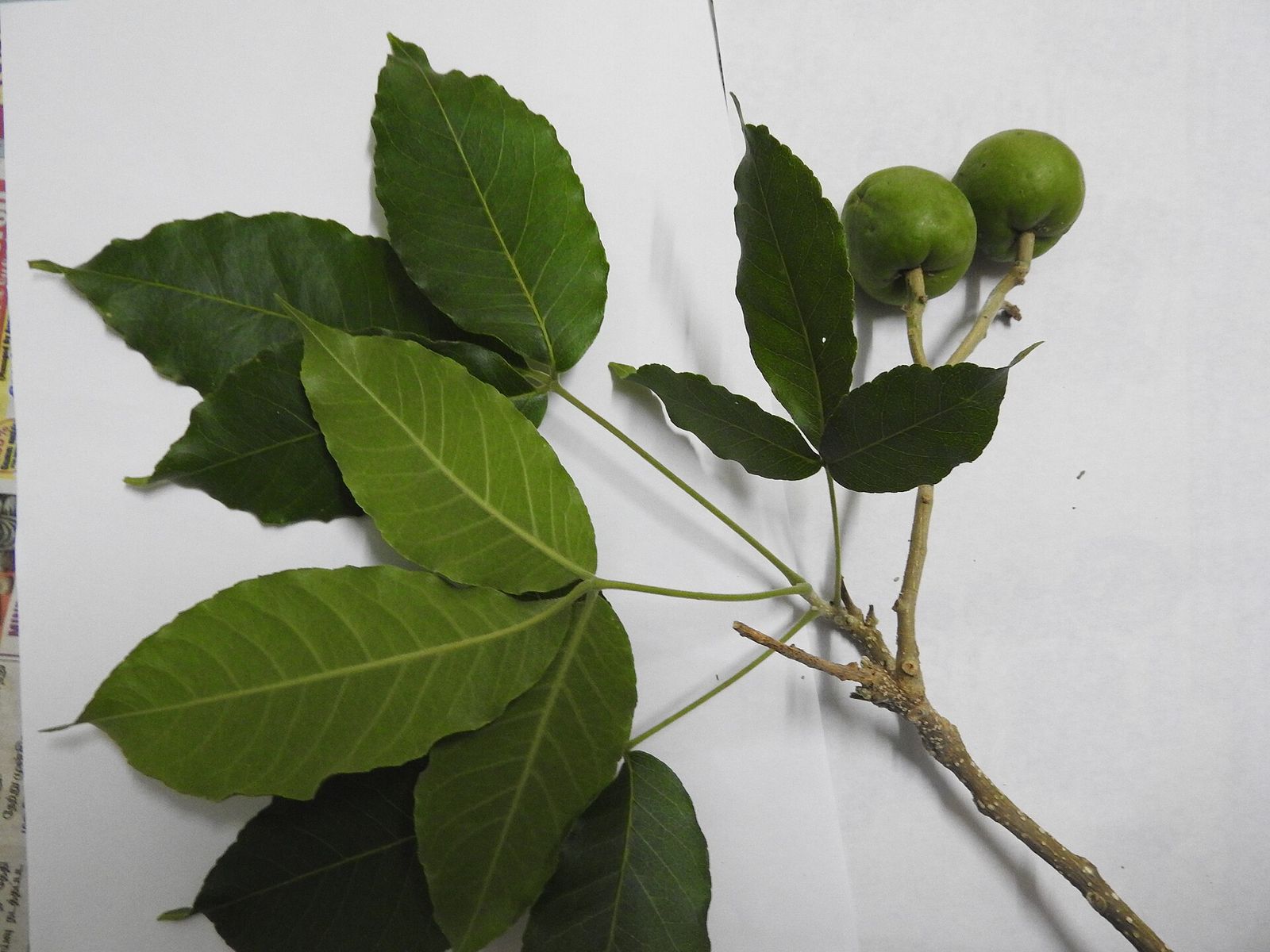 White sapote fruit
