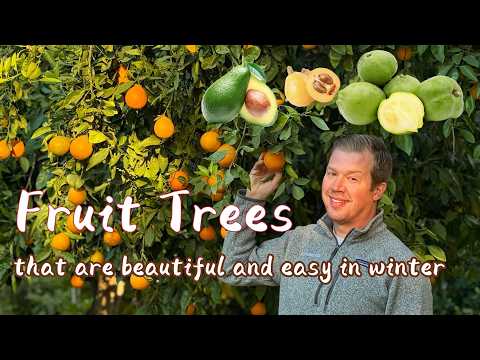 Fruit Trees that are Beautiful and Easy to Care for in Winter (and can take frost!)