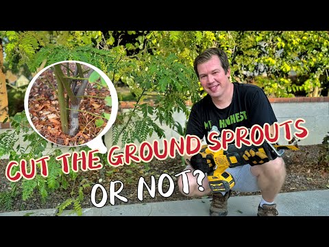 Pruning at the Base of Trees - Should You Always Do It?