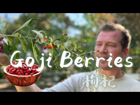 Goji Berry! The Super Food That's Super Easy to Grow