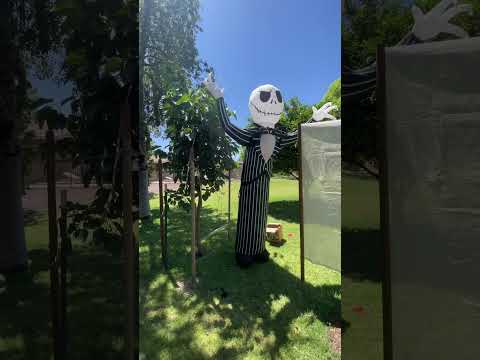 New scarecrow for the mulberry tree! First way I've found to keep the birds away