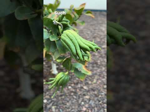 Buddha's Hand Citrus (2 Yr Old Tree) #fruittrees #zone9b #arizonagarden #citrus #gardening #garden