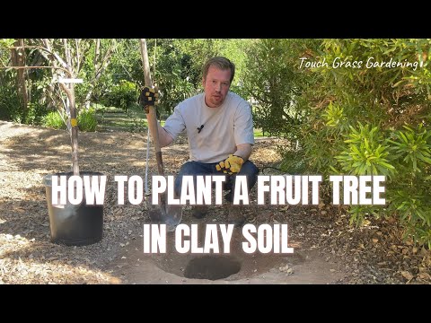How to Plant a Fruit Tree in Clay Soil - Tree Planting 101