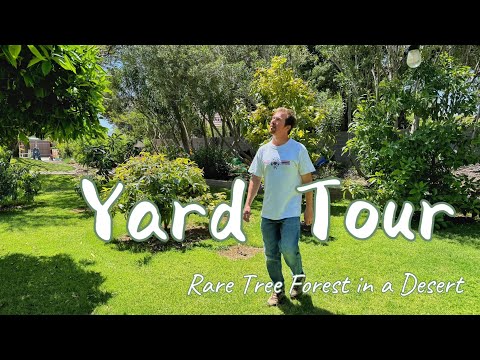 A Yard Tour || Rare Trees + Food Forest in the Desert (Part 1)