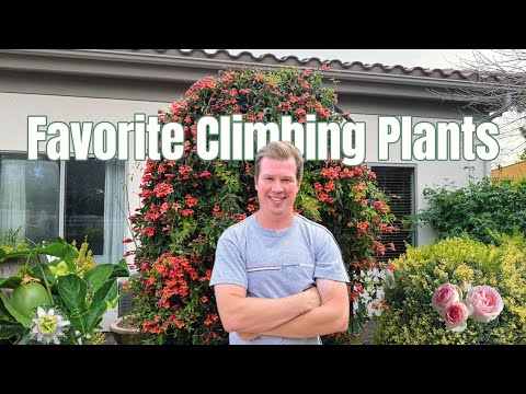 My Favorite Climbing Plants for Vertical Gardening
