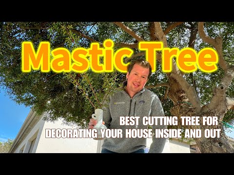 Miracle Tear (AKA Mastic Tree) - My Favorite Full Sun Ornamental Tree