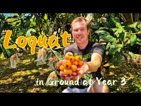 Loquat - The Perfect Backyard Fruit Tree at 3 Years Old, Loaded with Fruit