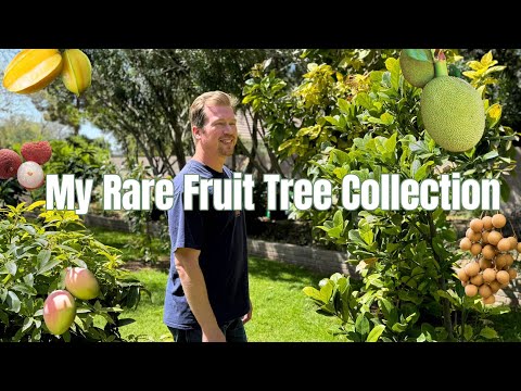 My Rare Fruit Tree Collection (8 Varieties You Won't See at Big Box Stores)